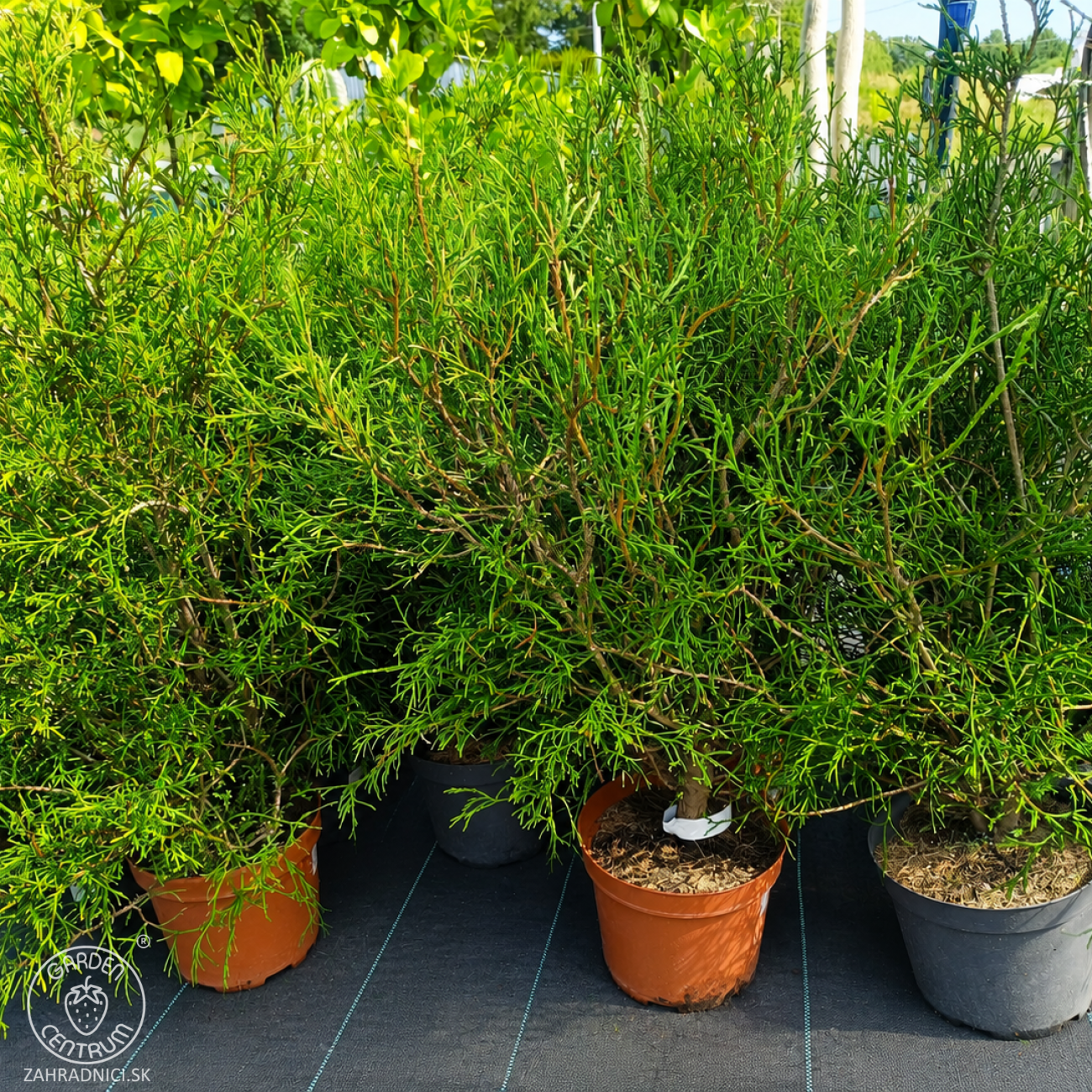 Obrázok Tuja západná (Thuja occidentalis) ´OHLENDORFII´ - výška 80-100 cm, kont. C5L